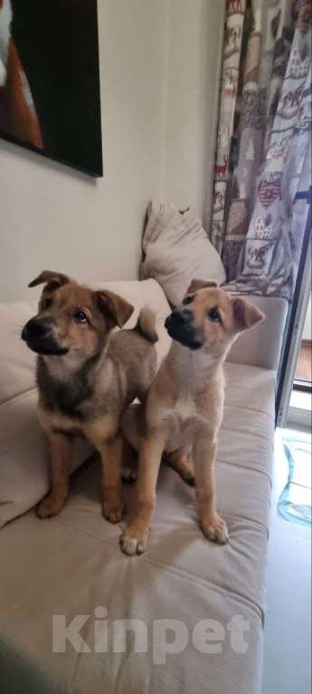 Собаки в Красногорске: Маленькие пушистые комочки счастья ищут свой дом! Разнополые, Бесплатно - фото 6