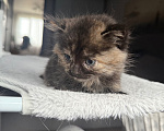 Кошки в Москве: Котенок в добрые руки Девочка, Бесплатно - фото 3