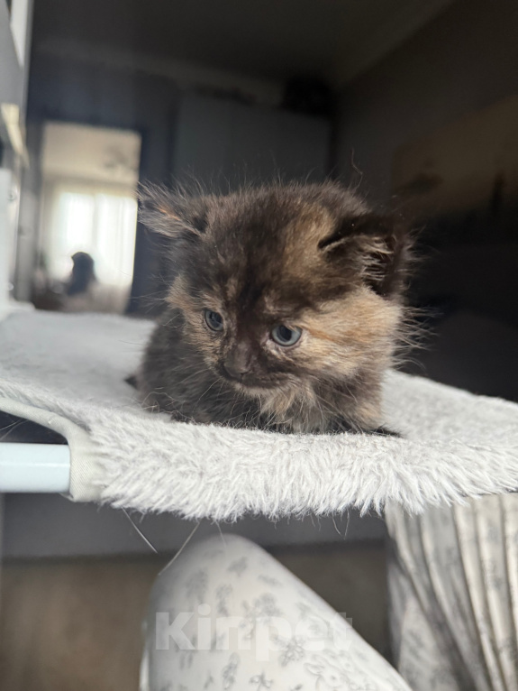 Кошки в Москве: Котенок в добрые руки Девочка, Бесплатно - фото 3