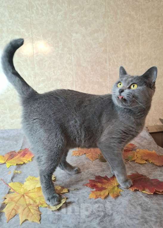 Кошки в Москве: Василина едет на выставку-пристройство WOOF в Москву  Девочка, Бесплатно - фото 5