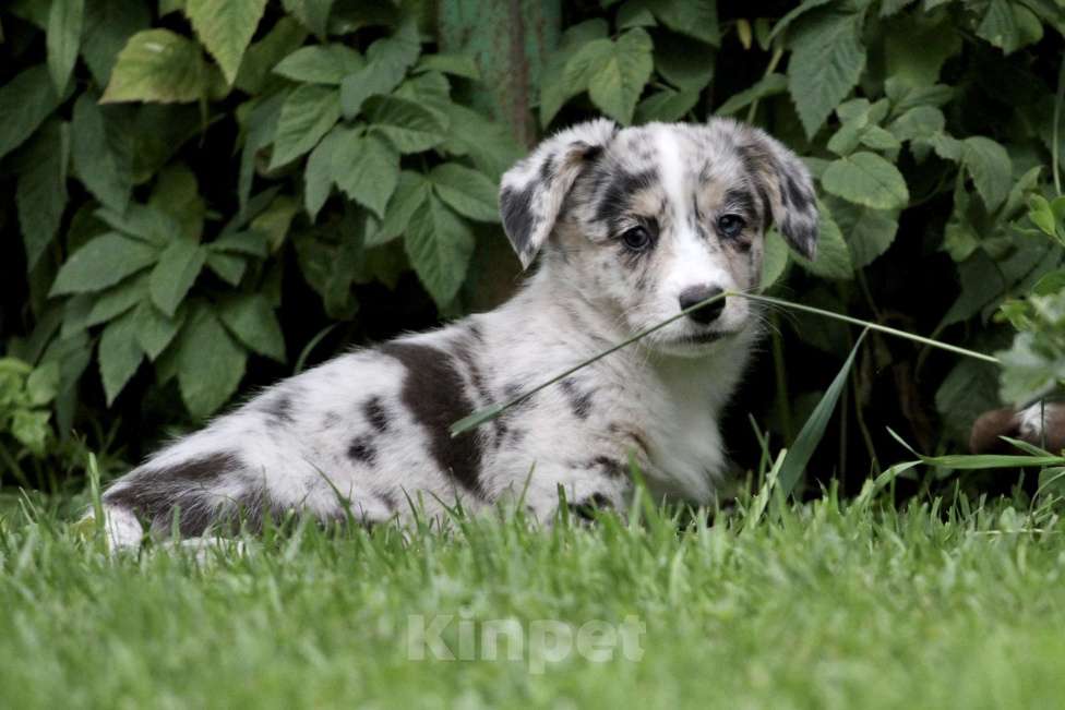 Собаки в Москве: Девочка вельш корги кардиган Девочка, 80 000 руб. - фото 9