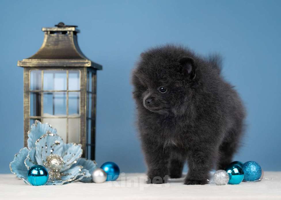 Собаки в Всеволожске: Мальчик померанского шпица Мальчик, 60 000 руб. - фото 3