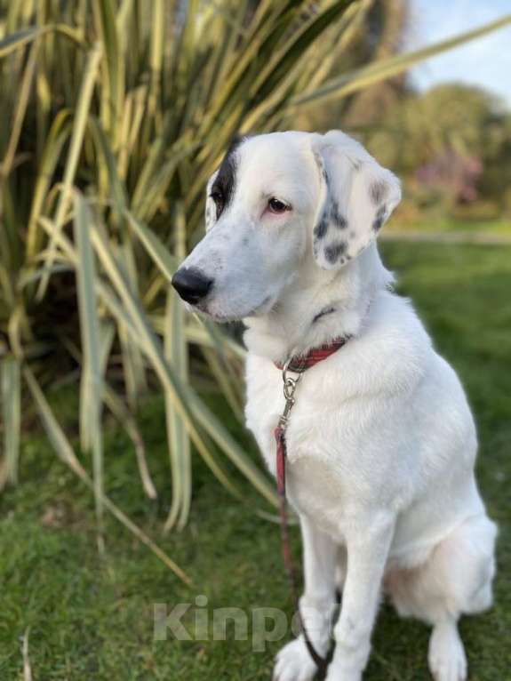 Собаки в других городах Московской области: Ищет Дом Девочка, Бесплатно - фото 6