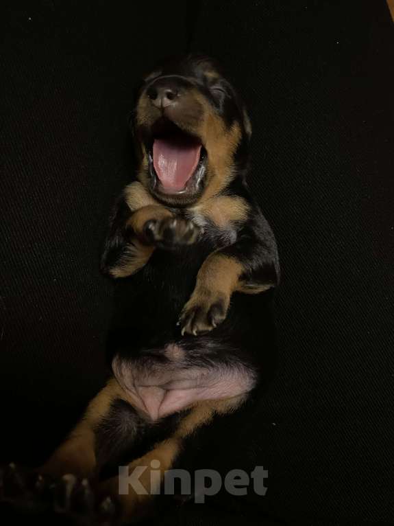 Собаки в Иркутске: Щенок той терьера девочка Девочка, 10 000 руб. - фото 2