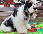 Собаки в Тамбове: щенки Американского кокер спаниеля, мальчики Мальчик, 40 000 руб. - фото 4