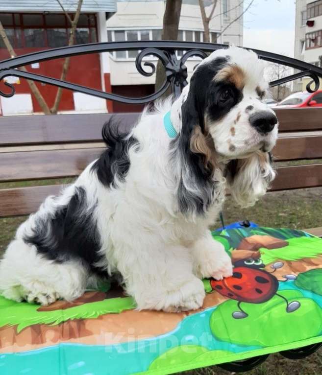 Собаки в Тамбове: щенки Американского кокер спаниеля, мальчики Мальчик, 40 000 руб. - фото 4