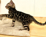 Кошки в Москве: Бенгальский котенок  Мальчик, 50 000 руб. - фото 2