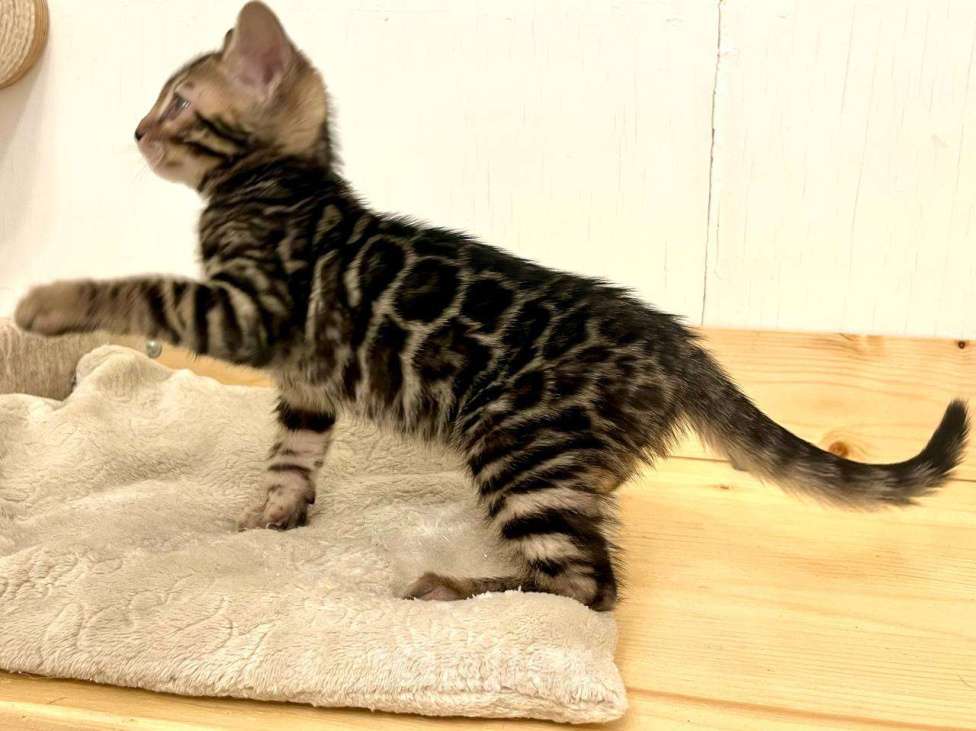 Кошки в Москве: Бенгальский котенок  Мальчик, 50 000 руб. - фото 2