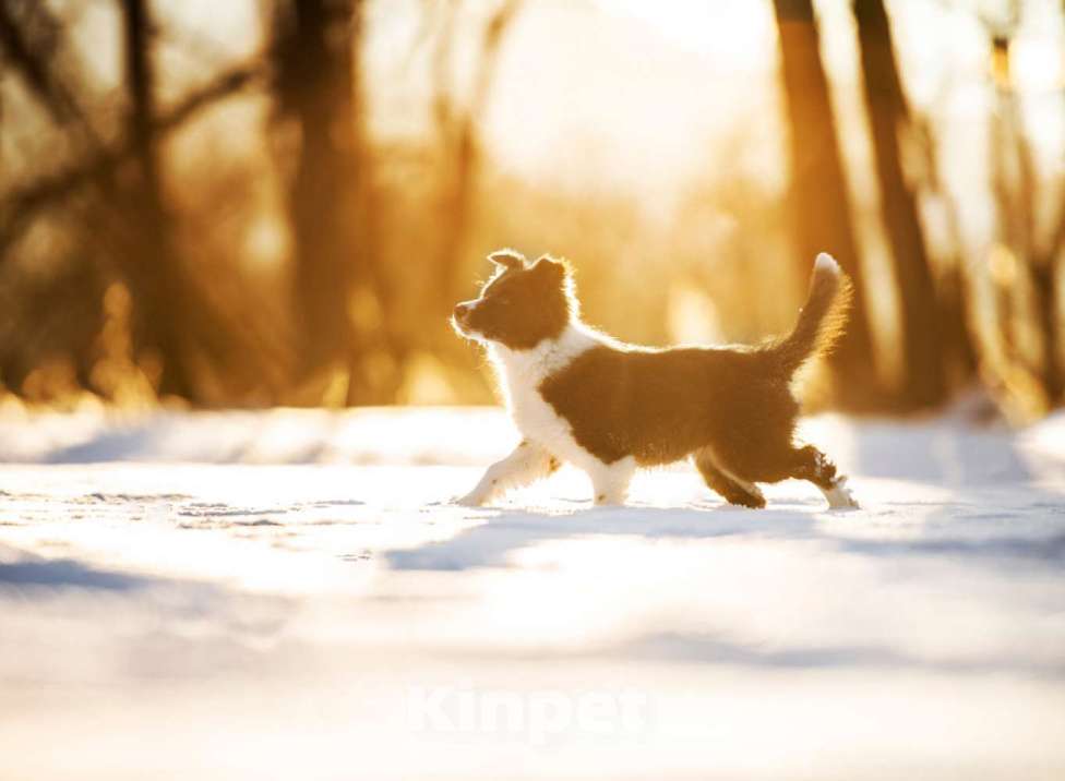 Собаки в Москве: Щенки Бордер колли документы РКФ Мальчик, 70 000 руб. - фото 2