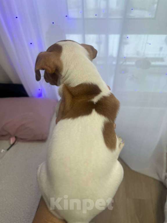 Собаки в Одинцово: Щенок Джек Рассел терьер Мальчик, 45 000 руб. - фото 1