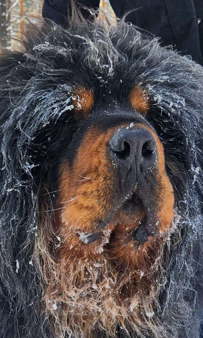 Собаки в Чайковском: шикарные щенки Тибетский мастиф Девочка, Бесплатно - фото 5