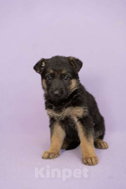 Собаки в Хабаровске: Щенки Немецкой Овчарок  Девочка, 25 000 руб. - фото 4