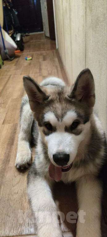 Собаки в Санкт-Петербурге: Аляскинский Маламут Шенок Мальчик, 40 000 руб. - фото 1