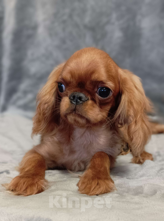 Собаки в Москве: Кайли Девочка, 55 000 руб. - фото 6