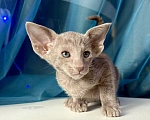 Кошки в Казани: Ориентальный котенок Мальчик, 70 000 руб. - фото 3