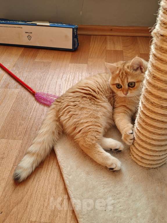 Кошки в Москве: Шотландские золотые котята Девочка, 28 000 руб. - фото 4