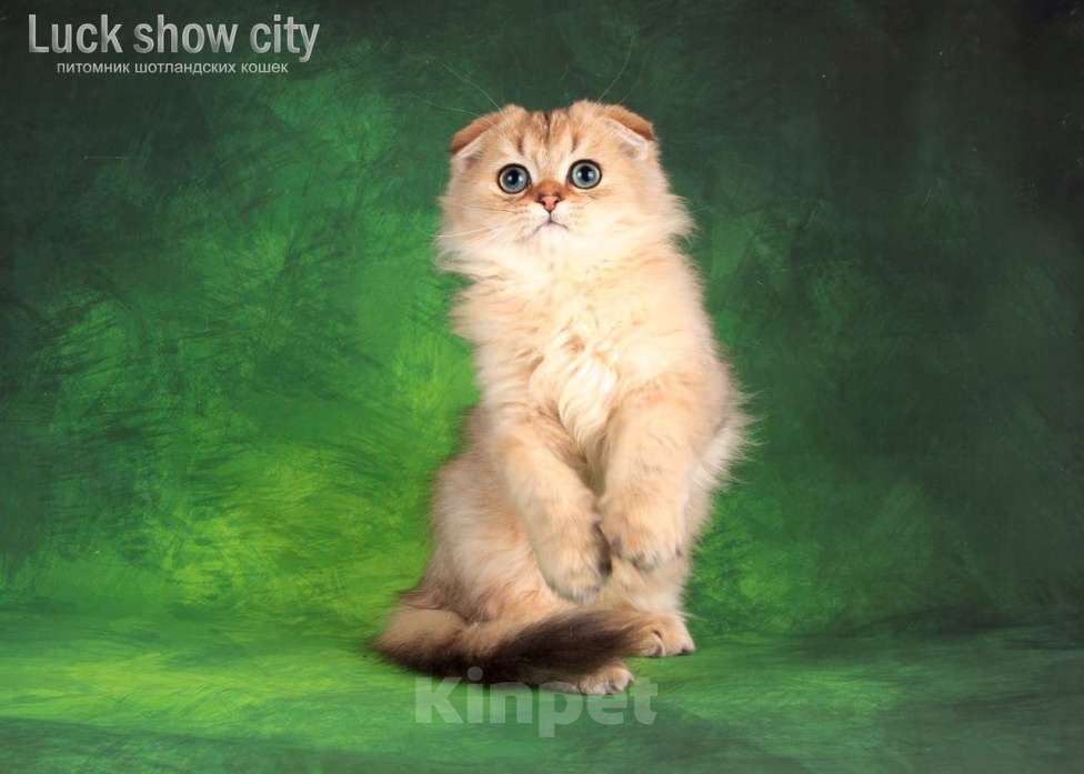 Кошки в Санкт-Петербурге: Золотой хайленд фолд Мальчик, 35 000 руб. - фото 5