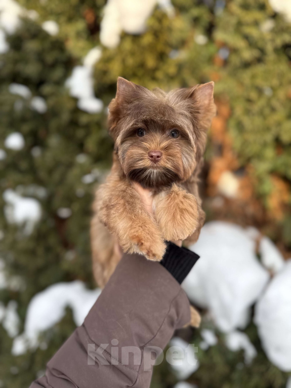 Собаки в Москве: Мини мальчик соболиный красавчик Мальчик, 55 000 руб. - фото 2