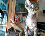 Кошки в Абакане: Котята девон рекс, 25 000 руб. - фото 1