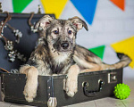 Собаки в Москве: Метис миттельшнауцера — щенок Дагмара в дар Девочка, Бесплатно - фото 3