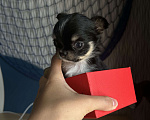 Собаки в Новокузнецке: Продам щенка чихуахуа мальчик мини Мальчик, 25 000 руб. - фото 2