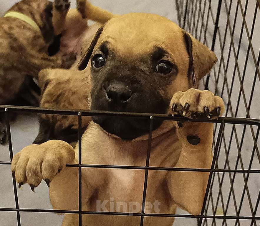 Собаки в Москве: Породистые и красивые щенки Алано Мальчик, Бесплатно - фото 10