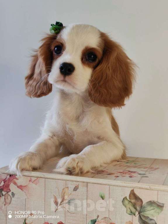 Собаки в других городах Московской области: Кавалер Кинг Чарльз спаниель, мальчик Мальчик, 60 000 руб. - фото 6