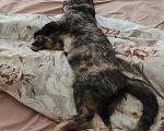Кошки в Наро-Фоминске: Котенок в добрые руки Девочка, Бесплатно - фото 3
