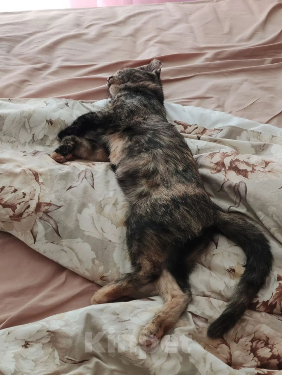 Кошки в Наро-Фоминске: Котенок в добрые руки Девочка, Бесплатно - фото 3