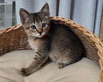 Кошки в Москве: Котенок Чили ищет дом Мальчик, Бесплатно - фото 3