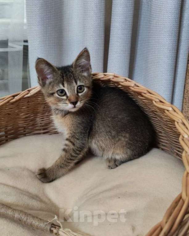 Кошки в Москве: Котенок Чили ищет дом Мальчик, Бесплатно - фото 3