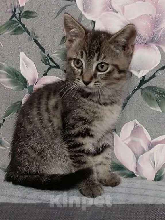 Кошки в Санкт-Петербурге: Ручной маленький  мальчик , котенок Мальчик, Бесплатно - фото 3