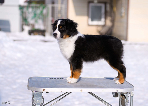 Продается девочка миниаусси