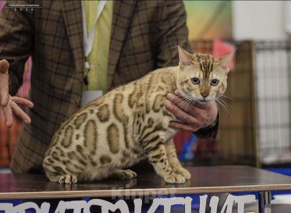 Кошки в Самаре: Бенгальский кот  Мальчик, 50 000 руб. - фото 8