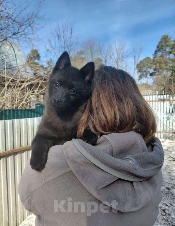 Собаки в других городах Московской области: Самая нежная девочка шипперке Девочка, 55 000 руб. - фото 1