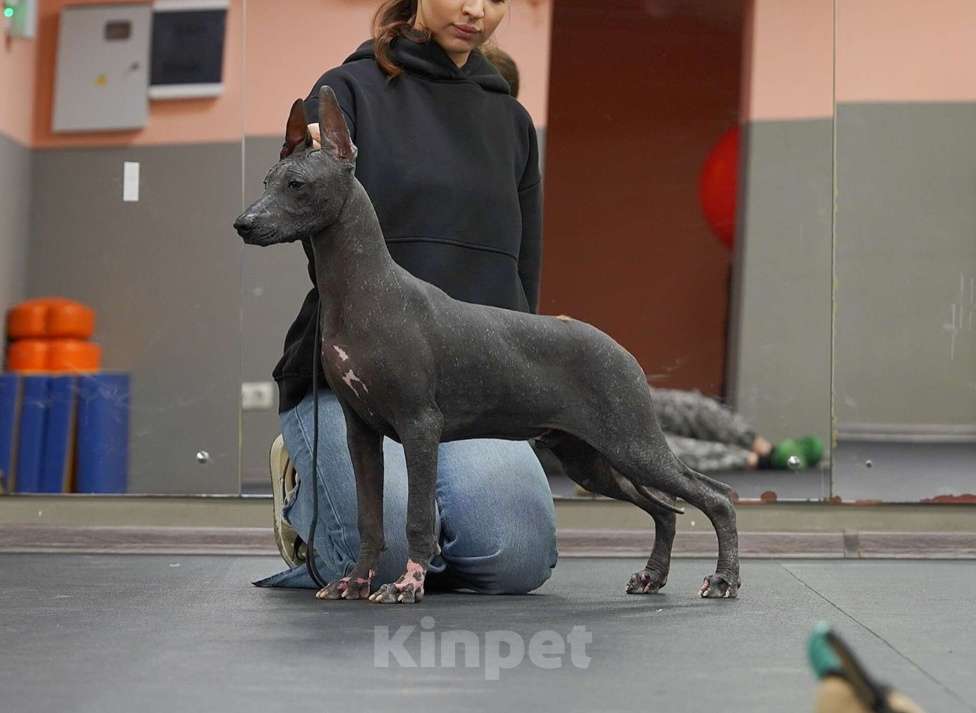 Собаки в Москве: Щенки Ксолоитцкуинтли стандартного размера Мальчик, 70 000 руб. - фото 1