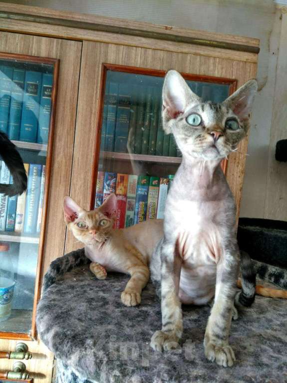 Кошки в Абакане: Котята девон рекс, 25 000 руб. - фото 1