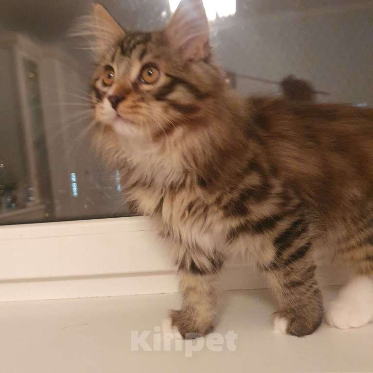 Кошки в Москве: Котята курильского бобтейла Мальчик, 20 000 руб. - фото 1