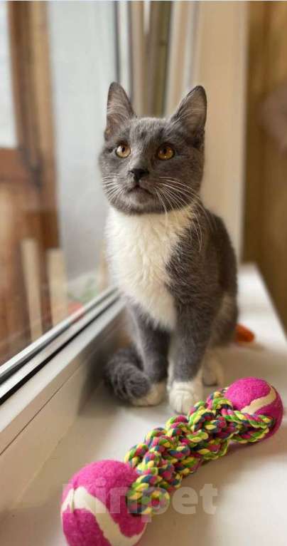 Кошки в Москве: Котёнок Тима (Тимофей) Мальчик, Бесплатно - фото 6