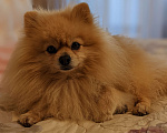 Собаки в Краснодаре: Потерялся померанский шпиц  Мальчик, 10 000 руб. - фото 1