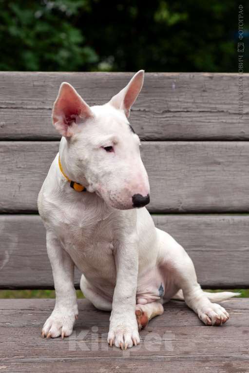 Собаки в Балашихе: белый миник Мальчик, Бесплатно - фото 3