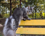 Кошки в Москве: Котенок мейн-кун Девочка, Бесплатно - фото 6