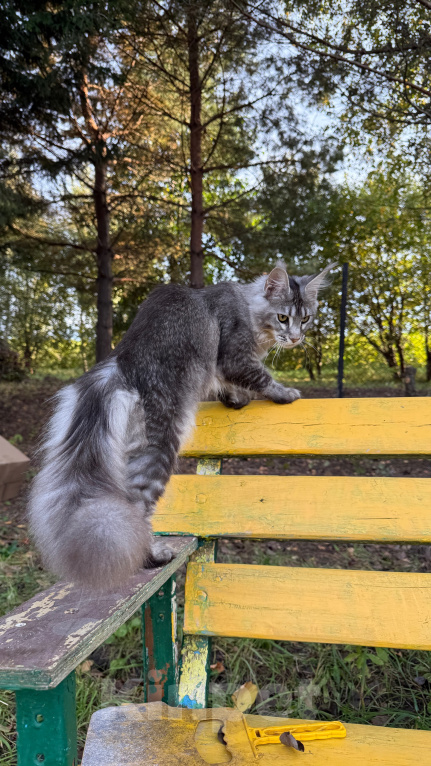 Кошки в Москве: Котенок мейн-кун Девочка, Бесплатно - фото 6