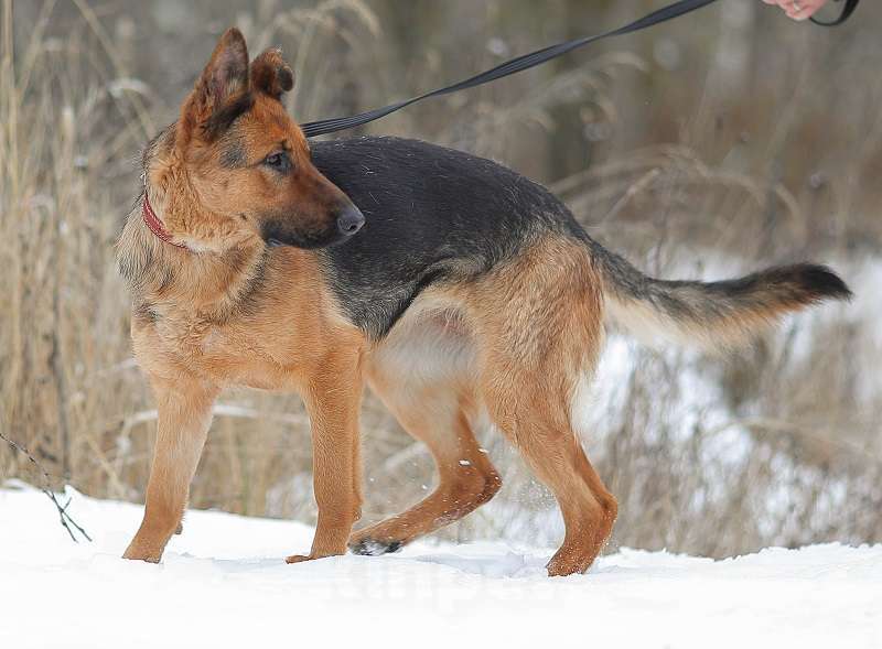 Собаки в Москве: Акулина, ласковая овчарка Девочка, 1 руб. - фото 2