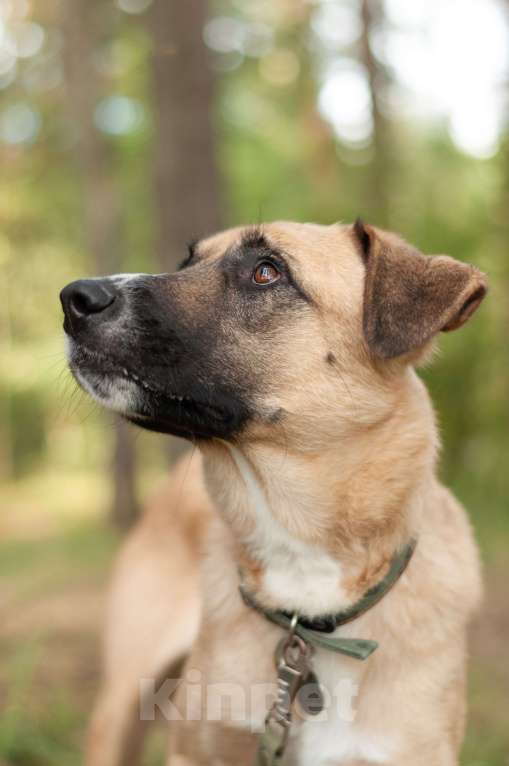 Собаки в Ногинске: Скромная Нила ищет своих Девочка, Бесплатно - фото 4