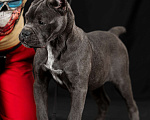 Собаки в Самаре: Кане-корсо Маленький брутал Мальчик, 140 000 руб. - фото 4