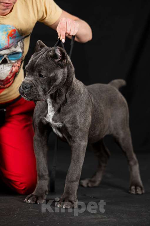 Собаки в Самаре: Кане-корсо Маленький брутал Мальчик, 140 000 руб. - фото 4