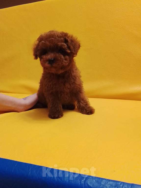 Собаки в Санкт-Петербурге: Пудель тикап Мальчик, 300 000 руб. - фото 3