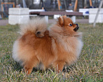 Собаки в Санкт-Петербурге: Померанский шпиц Мальчик, Бесплатно - фото 2