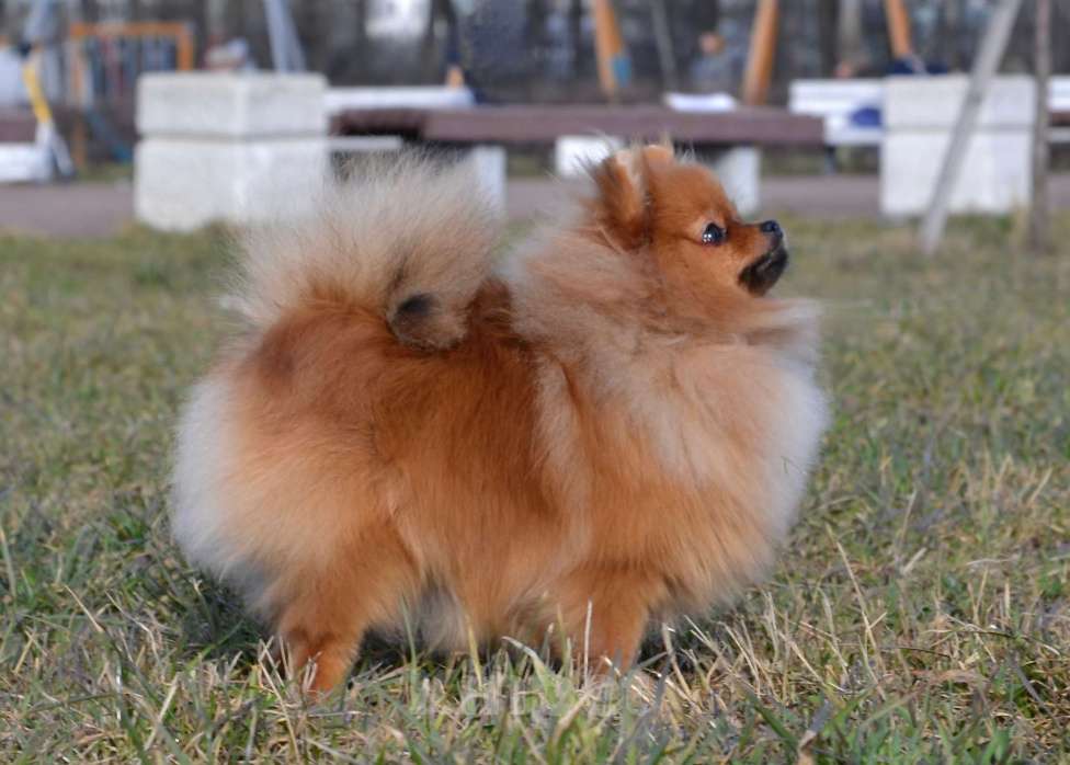Собаки в Санкт-Петербурге: Померанский шпиц Мальчик, Бесплатно - фото 2